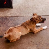 Moe - Urgent - Photo 3