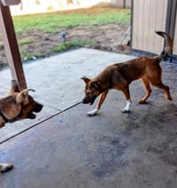 Moe - Urgent - Photo 4