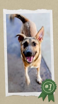 Moe - Urgent - Photo 5