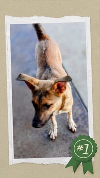 Moe - Urgent - Photo 6