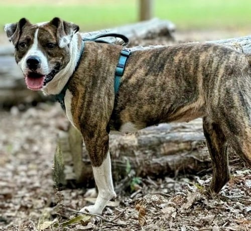 BRIA - Boxer / Terrier available for adoption