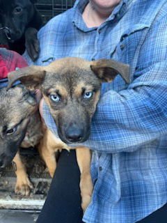 FINLEY - German Shepherd Dog available for adoption