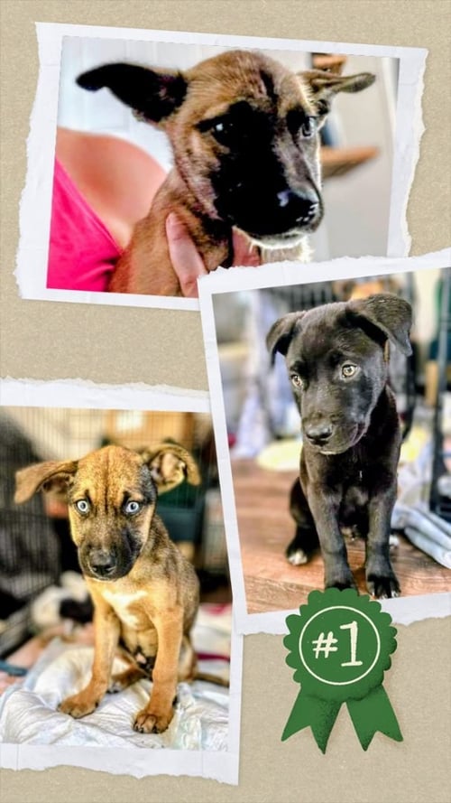 FINLEY - German Shepherd Dog available for adoption