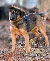 MCGINLEY - German Shepherd Dog available for adoption