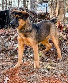 MCGINLEY - German Shepherd Dog available for adoption