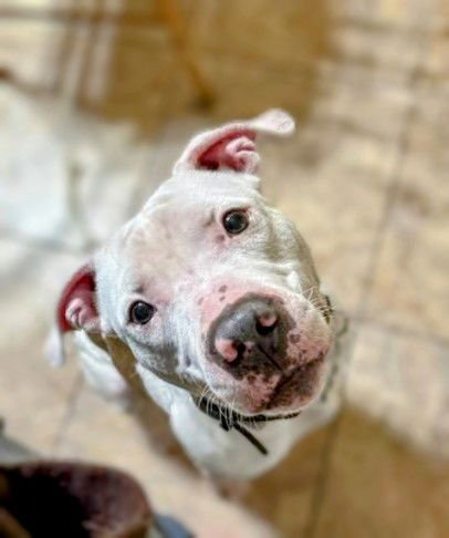 NOLAN - American Bulldog available for adoption