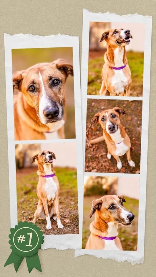 PIPER - Shepherd / Hound available for adoption