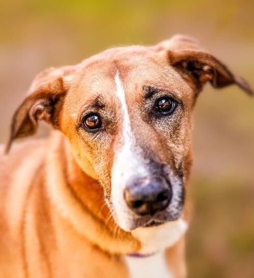 PIPER - Shepherd / Hound available for adoption