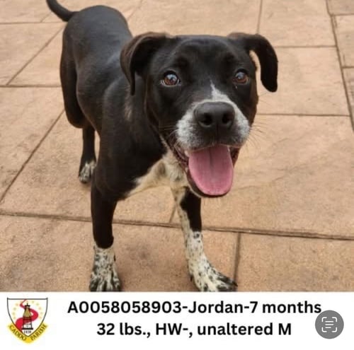 JORDAN - German Shorthaired Pointer available for adoption