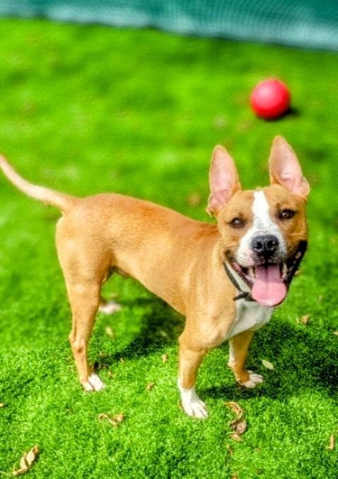 PHILIP - Terrier available for adoption