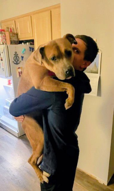 SCOOBY TT - American Staffordshire Terrier / Labrador Retriever available for adoption