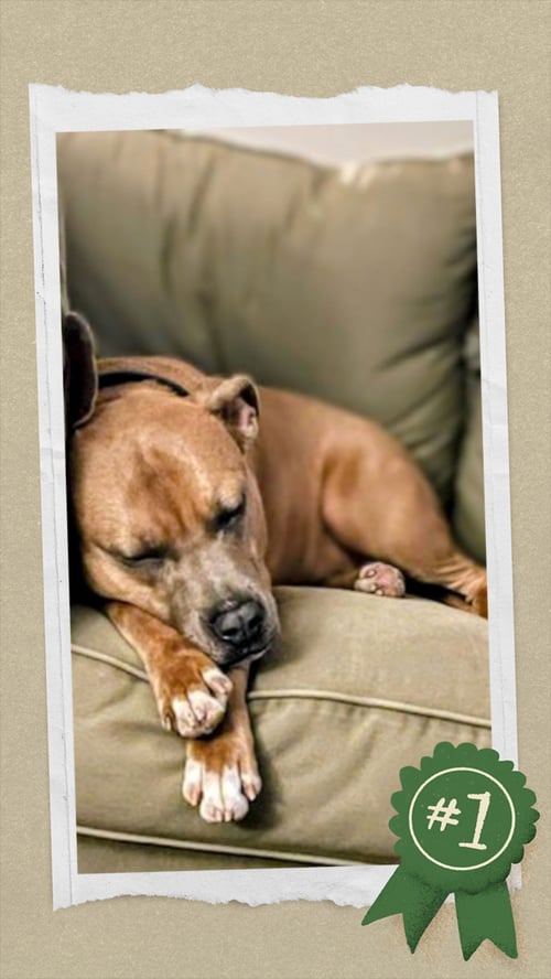 SCOOBY TT - American Staffordshire Terrier / Labrador Retriever available for adoption