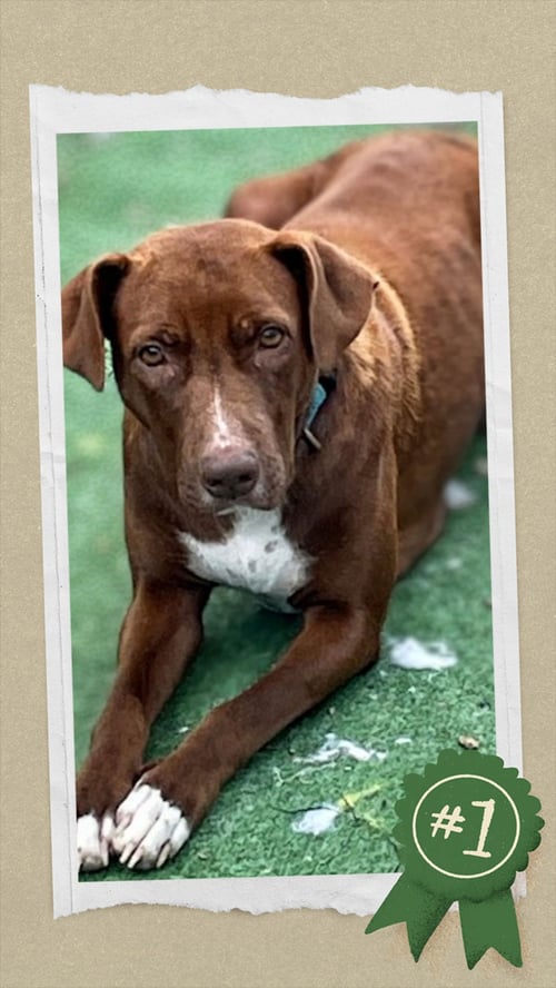 HERBY - Retriever available for adoption