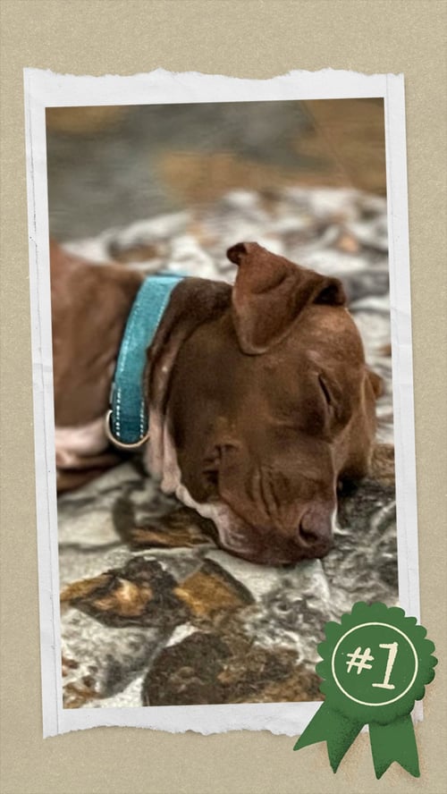 HERBY - Retriever available for adoption