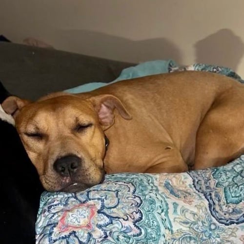 CHAZ - Pit Bull Terrier / Terrier available for adoption