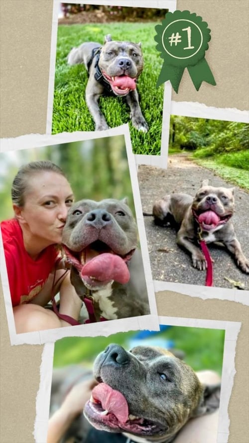 JACKSON - Pit Bull Terrier available for adoption