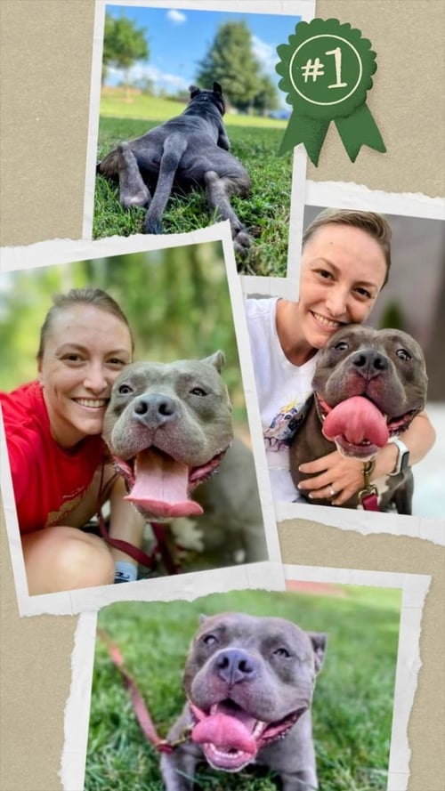 JACKSON - Pit Bull Terrier available for adoption