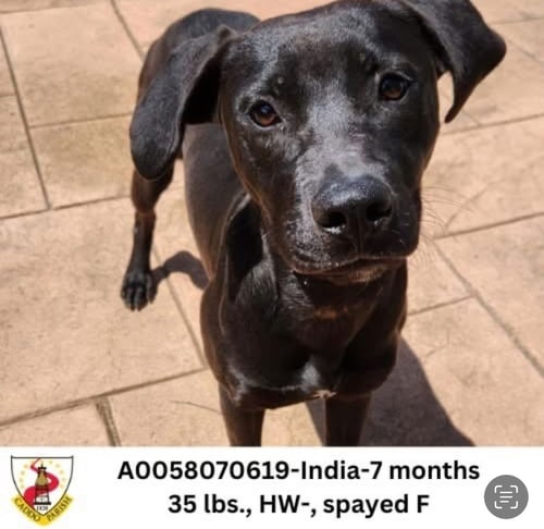 INDIA - Terrier / German Shorthaired Pointer available for adoption