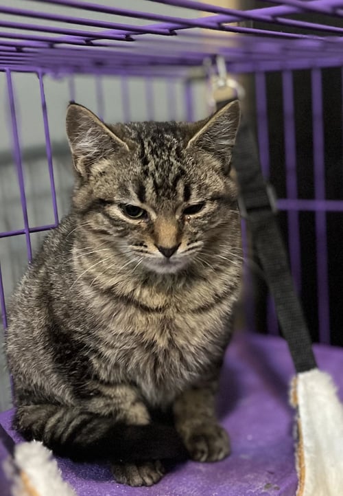 ALEISTER - Domestic Short Hair available for adoption