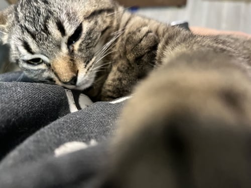 ALEISTER - Domestic Short Hair available for adoption
