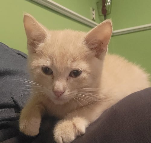 CORNBREAD - Domestic Short Hair available for adoption