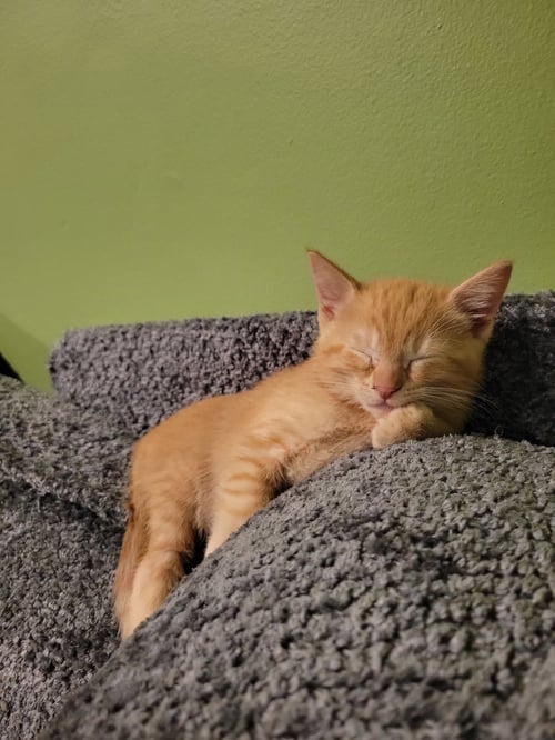 POPCORN - Domestic Short Hair available for adoption