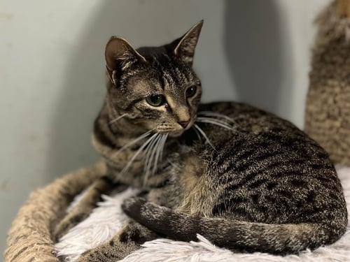 SKYE - Tabby available for adoption