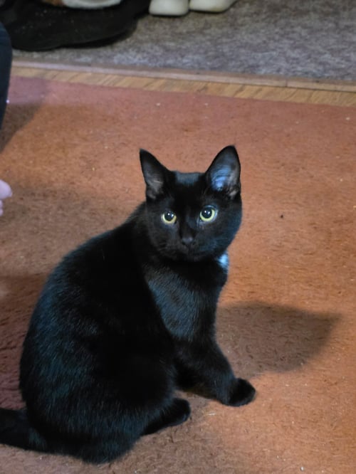 TOOTHLESS - Domestic Short Hair available for adoption