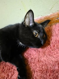 Toothless - Photo 2
