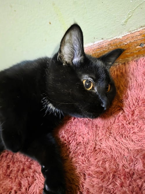 TOOTHLESS - Domestic Short Hair available for adoption