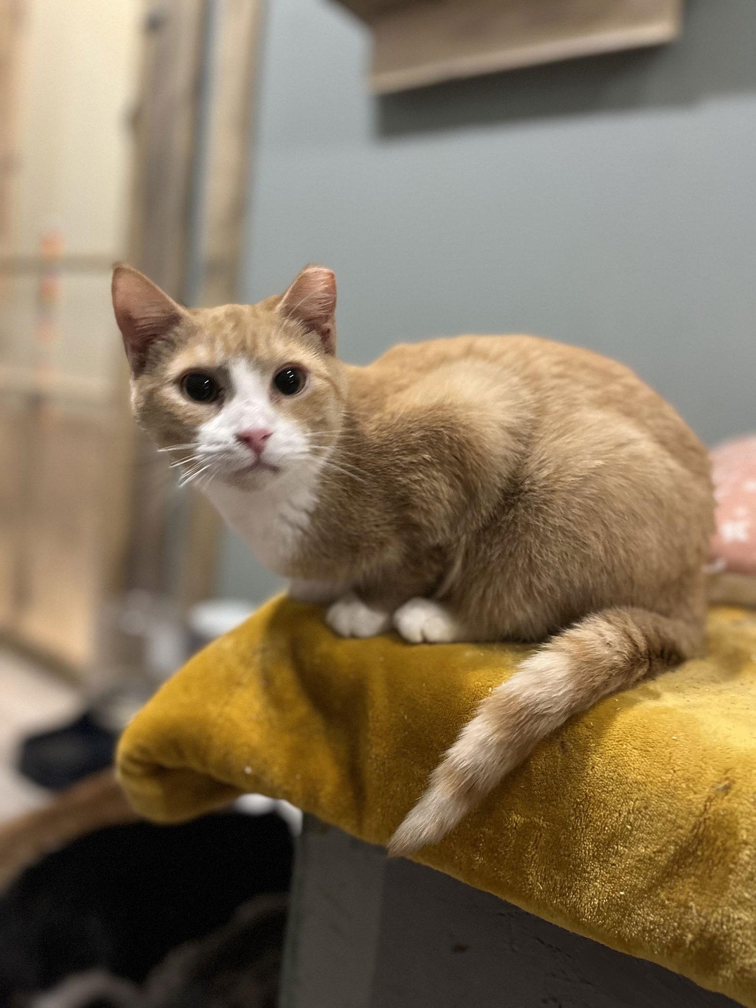 SHERBET - Domestic Medium Hair available for adoption