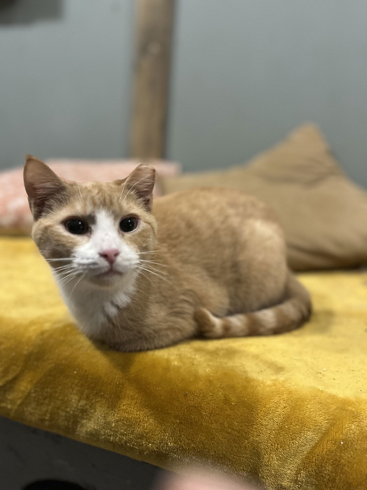 SHERBET - Domestic Medium Hair available for adoption