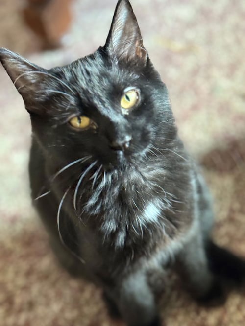 SABRINA