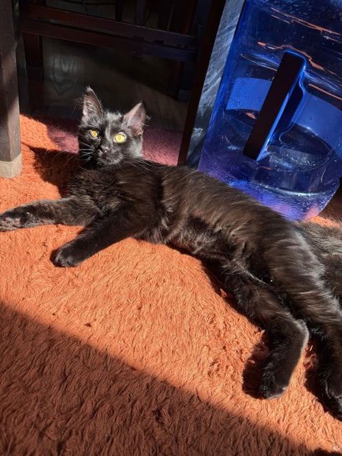 SABRINA - Domestic Medium Hair available for adoption