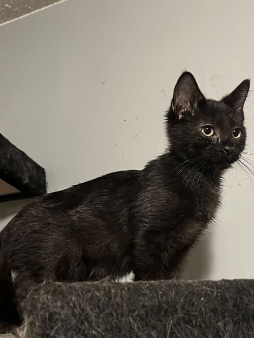 BUTTON - Domestic Short Hair available for adoption