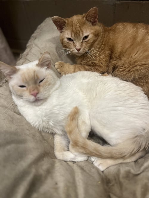 FIREFLY - Siamese / Domestic Short Hair available for adoption