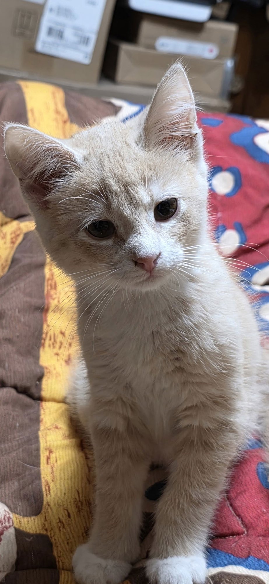 COLBY - Domestic Short Hair available for adoption