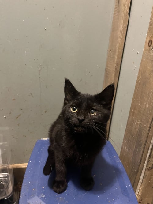 MARTIN - Domestic Short Hair available for adoption