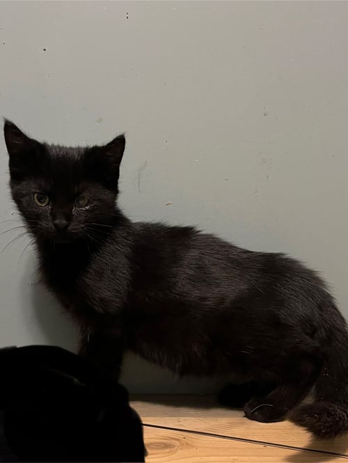 MARTIN - Domestic Short Hair available for adoption