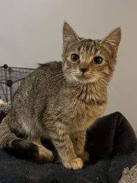Tiki - Photo 1