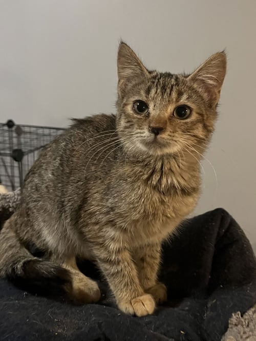 TIKI - Tabby available for adoption