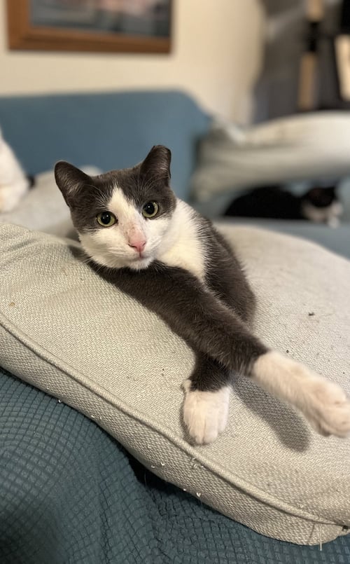 FINN - Domestic Short Hair available for adoption