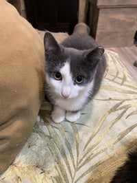 Finn - Photo 2