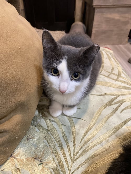 FINN - Domestic Short Hair available for adoption