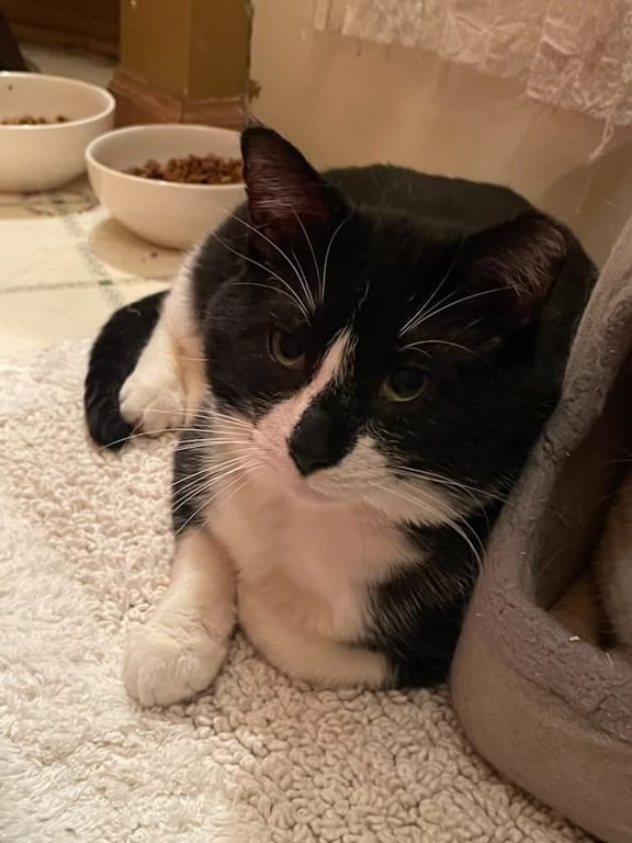 Sylvester Image