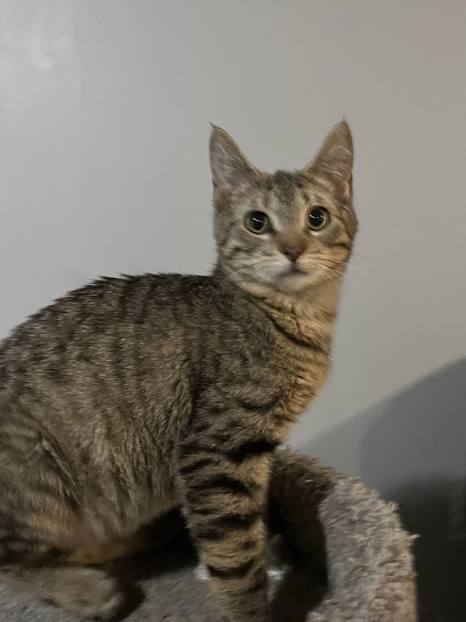 HOBBS - Tabby available for adoption