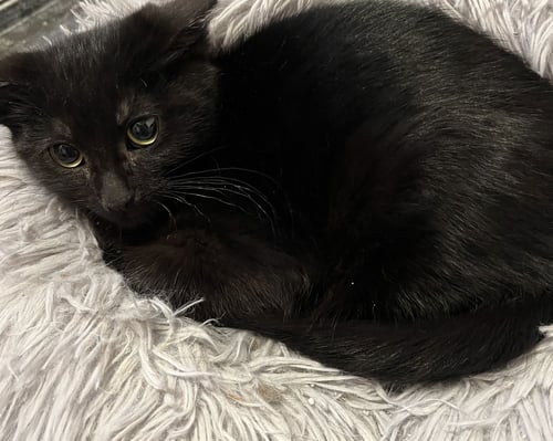 HOUDINI - Domestic Short Hair available for adoption