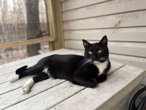DASHEL - Tuxedo available for adoption