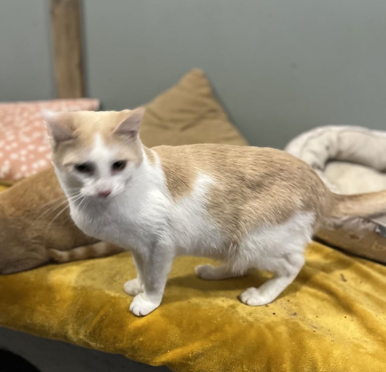 Thackeray Binx Image