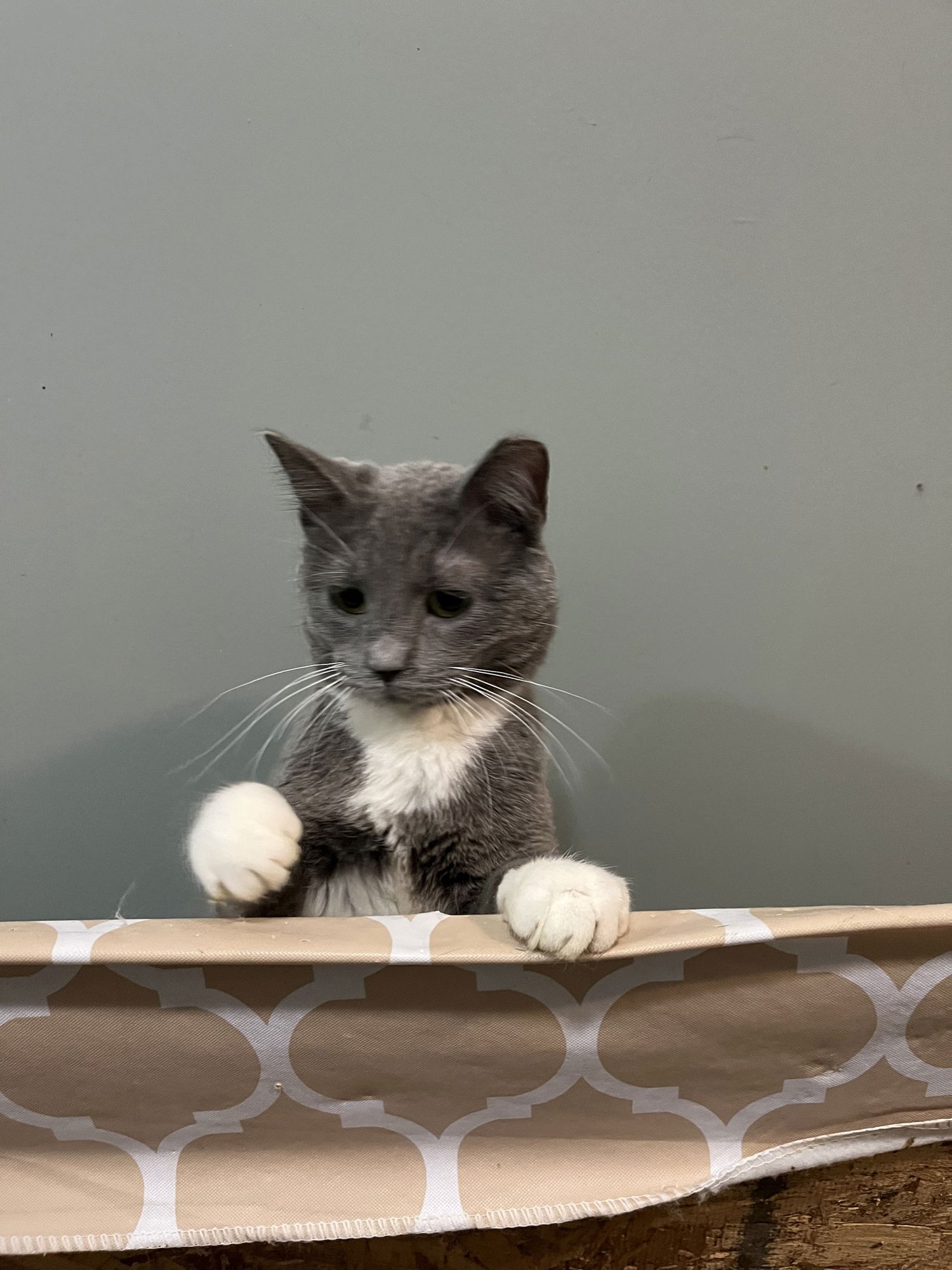 RACHEL - Domestic Short Hair available for adoption